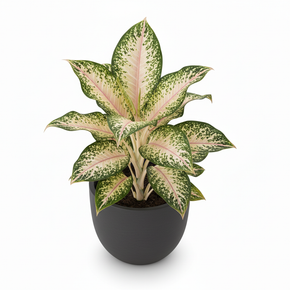 Dumb Cane 'Camellia'