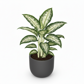 Dumb Cane 'Spotted'