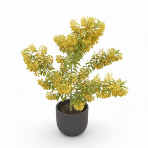 Duranta 'Golden'