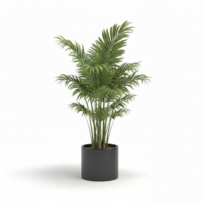 Lady Palm