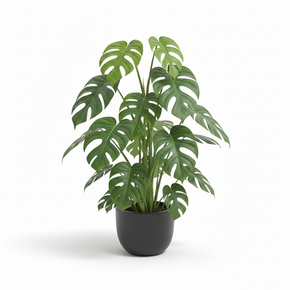 Mini Monstera