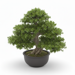 Buddhist Pine Bonsai