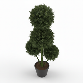 Buddhist Pine 'Three Ball Topiary'