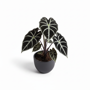 Alocasia Black Velvet 'Black Velvet'