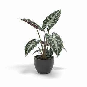 Kris Plant 'Sanderiana'