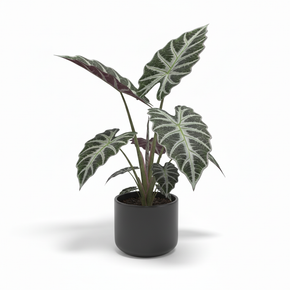 Kris Plant 'Sanderiana'