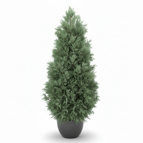 Arizona Cypress 'Bon Bon' 'Bonita (Bon Bon)'
