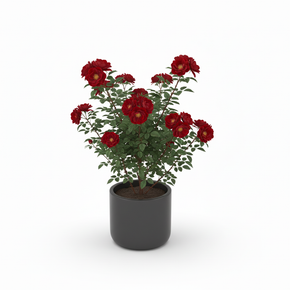 Ruby Rubber Plant 'Ruby'