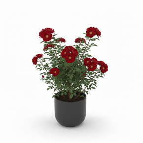 Moonshine Snake Plant 'Moonshine'