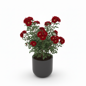 Alocasia Polly 'Polly'