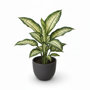 Dumb Cane 'Golden'
