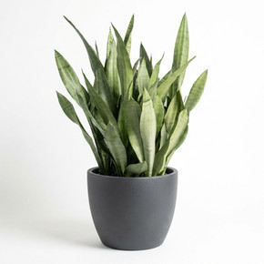 Dracaena trifasciata