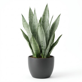 Dracaena trifasciata