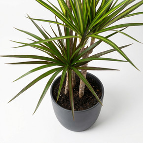 Dracaena marginata