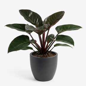 Philodendron tatei 'Congo Rojo'