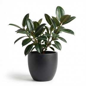 Ficus elastica