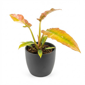 Philodendron erubescens 'Prince of Orange'