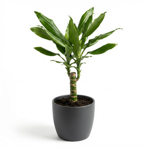 Dracaena fragrans 'Compacta'