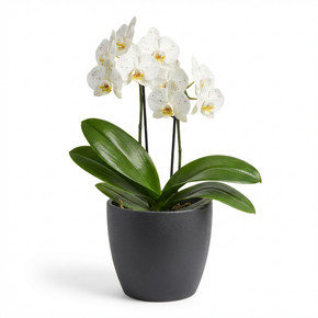 Phalaenopsis spp