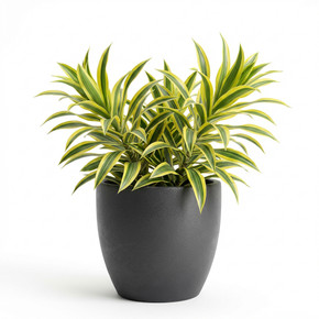 Dracaena fragrans 'Lemon Lime'