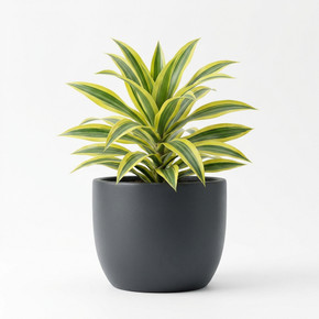 Dracaena fragrans 'Lemon Lime'