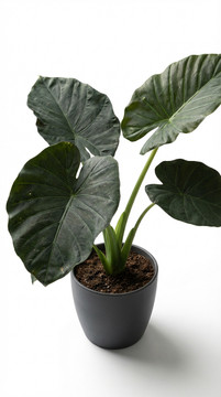 Alocasia macrorrhizos
