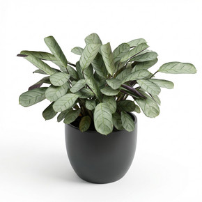 Goeppertia picturata