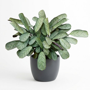 Goeppertia picturata