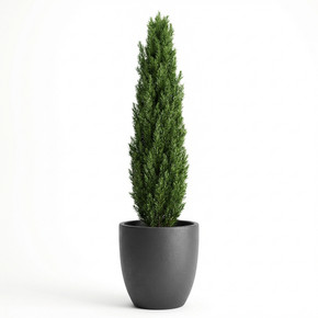 Cupressus sempervirens