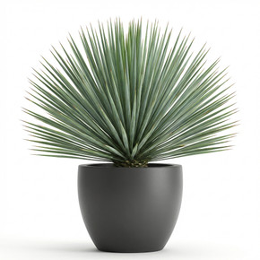 Yucca rostrata