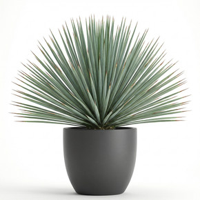 Yucca rostrata