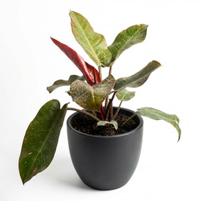 Philodendron erubescens