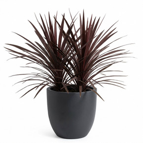 Cordyline australis