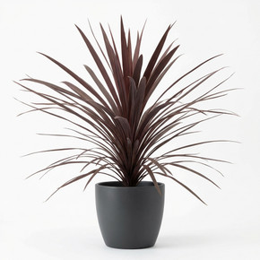 Cordyline australis