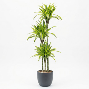 Dracaena reflexa