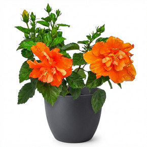 Hibiscus rosa-sinensis