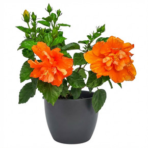 Hibiscus rosa-sinensis