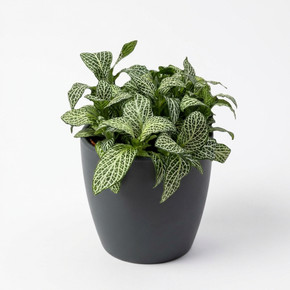 Fittonia albivenis