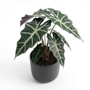 Alocasia × amazonica 'Polly'