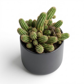 Cactaceae (assorted genera)