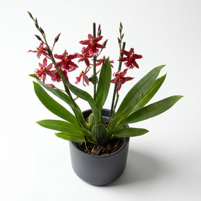 Oncidium hybrid