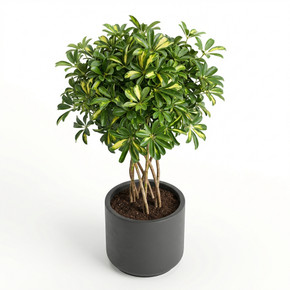 Schefflera arboricola