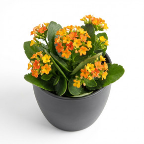 Kalanchoe blossfeldiana