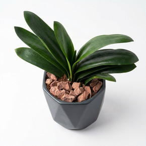Aspidistra elatior