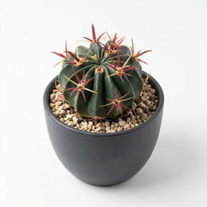 Ferocactus latispinus