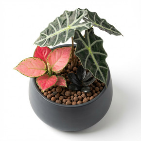 Alocasia × amazonica