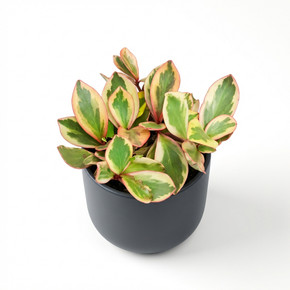 Peperomia clusiifolia