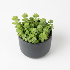 Sedum makinoi