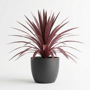Dracaena marginata 'Red-edged'