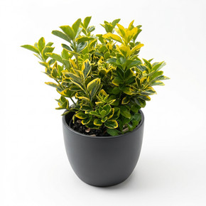 Euonymus japonicus 'Golden Variegated'